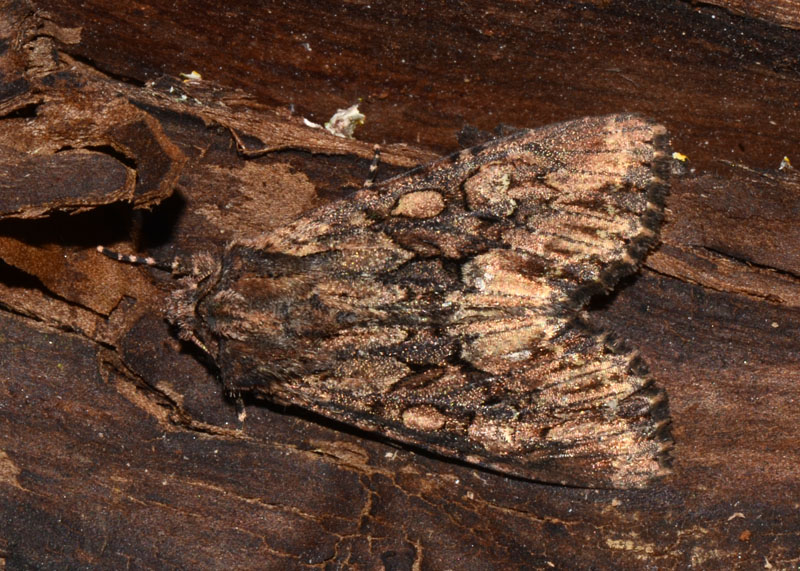 Noctuidae